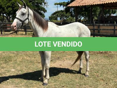 LOTE 009 - HIGH BELLA MG2