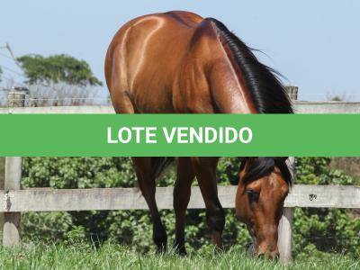 LOTE 004 - ROOSTERS DUN IT GUN