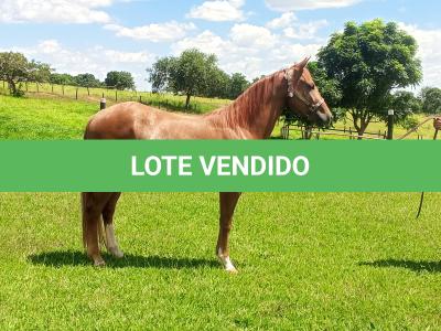 LOTE 003 - CATSLIGHTING DHL