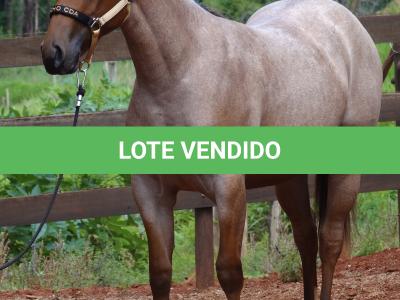 LOTE 018 - PEROLA MISTERCAT CDA