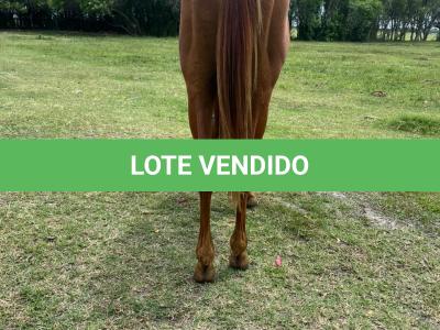 LOTE 007 - REY MAGIC ABRA CI
