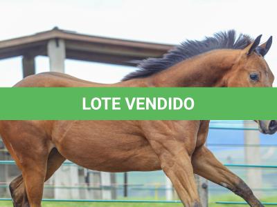 LOTE 029 - TORNADO ONE GUN