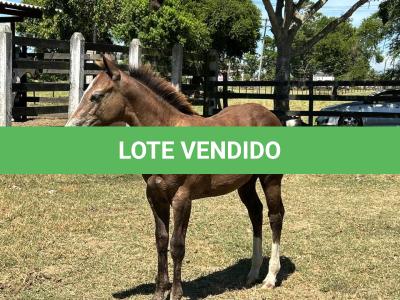 LOTE 017 - LIZ HICKORY DPLC