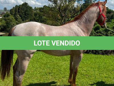 LOTE 012 - ODIN MOON FLY
