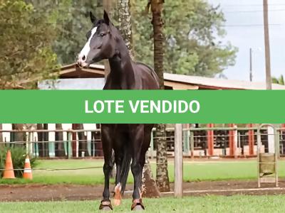 LOTE 001 - AMERY SHOW