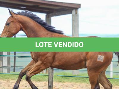 LOTE 029 - TORNADO ONE GUN