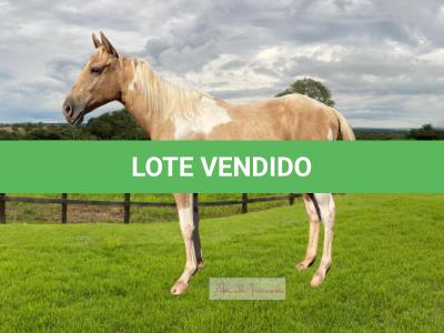 LOTE 009 - EMILY