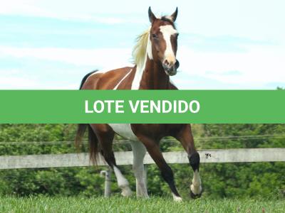 LOTE 018 - ESSENCE BAR FANCY - TE