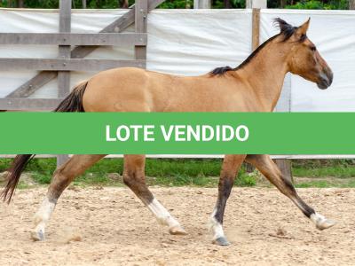 LOTE 009 - ESMERALDA ESM DA PPMP