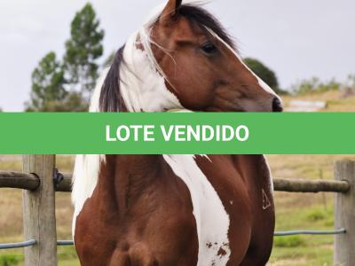 LOTE 003 - SARA CAT TARI MIME
