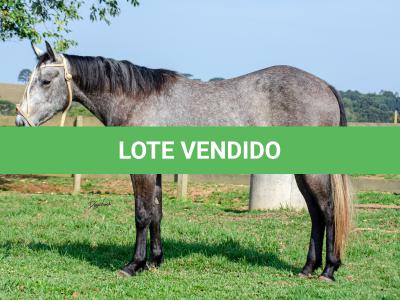 LOTE 007 - ALMA BEST GUN