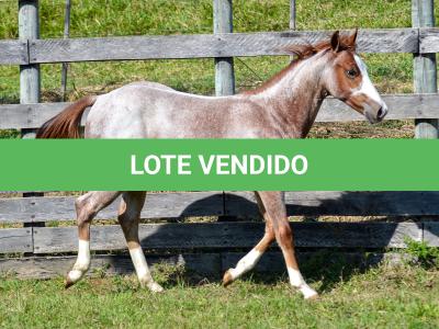 LOTE 009 - WHIZ LITTLE CHOICE