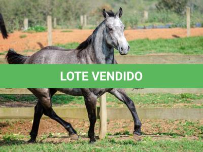 LOTE 007 - ALMA BEST GUN