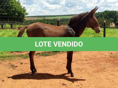 LOTE 007 - CONHAQUE