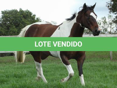 LOTE 017 - CHIVAS DO PICASSO EDA - TE