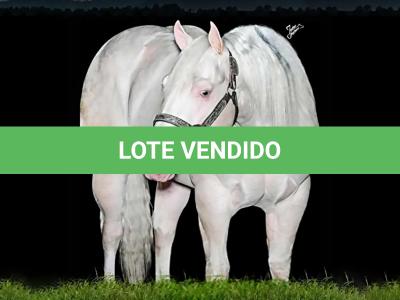 LOTE 018 - SHINERS WHITE BELL