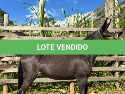 LOTE 008 - CUBANITA DO BANDEIRA