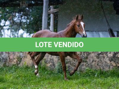 LOTE 016 - LEO JAZZY CAT