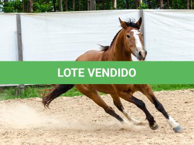LOTE 014 - BONECA ESM DA PPMP