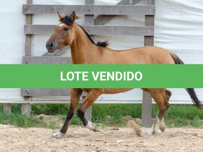 LOTE 009 - ESMERALDA ESM DA PPMP