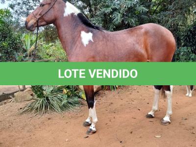 LOTE 020 - MAGIA DO RANCHO DO GUARDIÃO