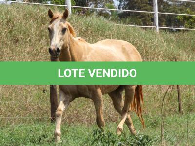 LOTE 006 - IVANA JET