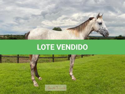 LOTE 012 - MELINA