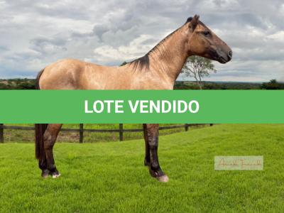 LOTE 010 - TOBY