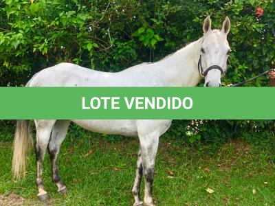 LOTE 013 - DASHIN GOOD