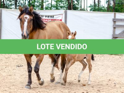LOTE 006 - QUARESMA EMS (3x1)