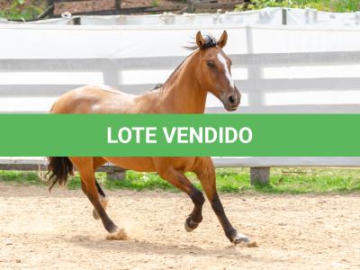 LOTE 007 - HANA DA RORAIMA (2x1)