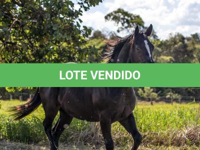 LOTE 001 - PEPPY LENA CODY