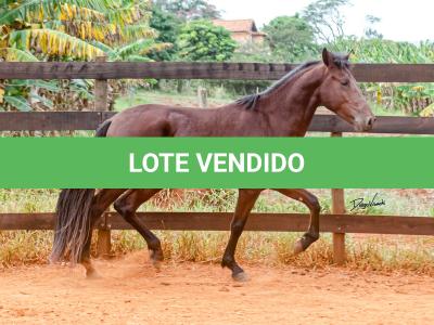 LOTE 016 - BADOKE DA NOVA TRADIÇÃO