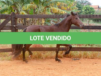 LOTE 016 - BADOKE DA NOVA TRADIÇÃO