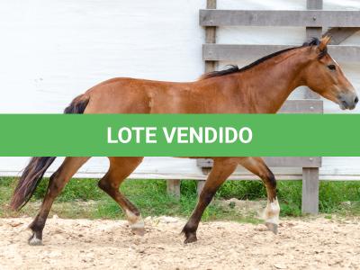LOTE 012 - AURORA ESM DA PPMP