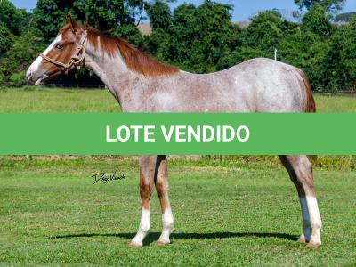 LOTE 009 - WHIZ LITTLE CHOICE
