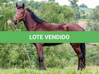 LOTE 016 - BADOKE DA NOVA TRADIÇÃO