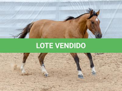 LOTE 009 - ESMERALDA ESM DA PPMP