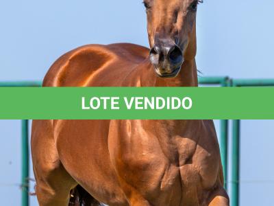 LOTE 001 - KIARA SHINERS