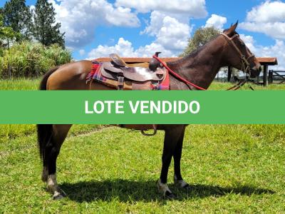 LOTE 015 - JUMA TOP CODY
