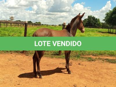 LOTE 007 - CONHAQUE