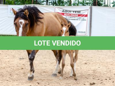 LOTE 006 - QUARESMA EMS (3x1)
