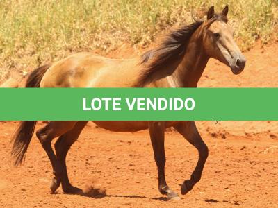 LOTE 007 - VERONICA CHICK OLENA