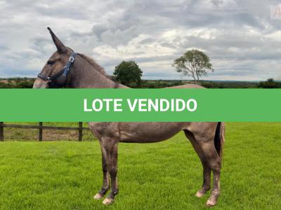 LOTE 006 - KATRINA