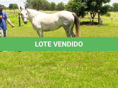 LOTE 001 - PEP GRAY DUAL