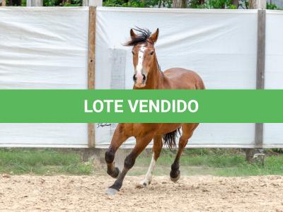 LOTE 010 - AMULETO ESM DA PPMP