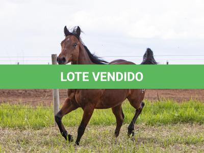 LOTE 007 - SMARV BEE CODY