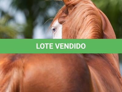 LOTE 006 - POP SUPER GUNNER