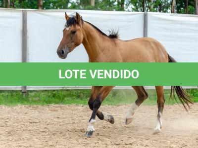 LOTE 009 - ESMERALDA ESM DA PPMP