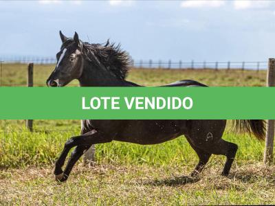 LOTE 001 - PEPPY LENA CODY
